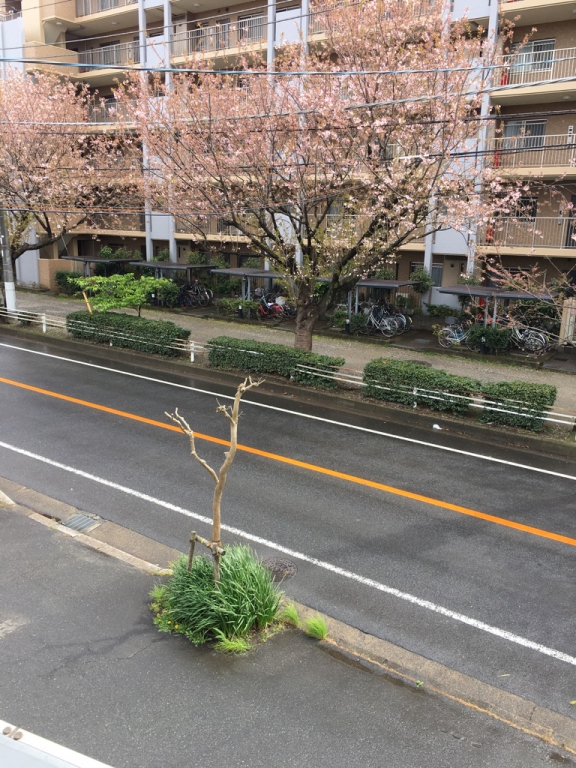 ﾏﾗｿﾝ道路沿いの桜の開花状況